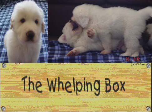 whelping box